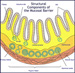 TELESEMINAR&##x3a; The Mucosal Barrier Function Test