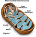 TELESEMINAR&##x3a; The Secret Life of Mitochondria